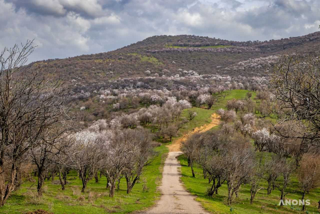 На этой неделе по Узбекистану возможны дожди и грозы