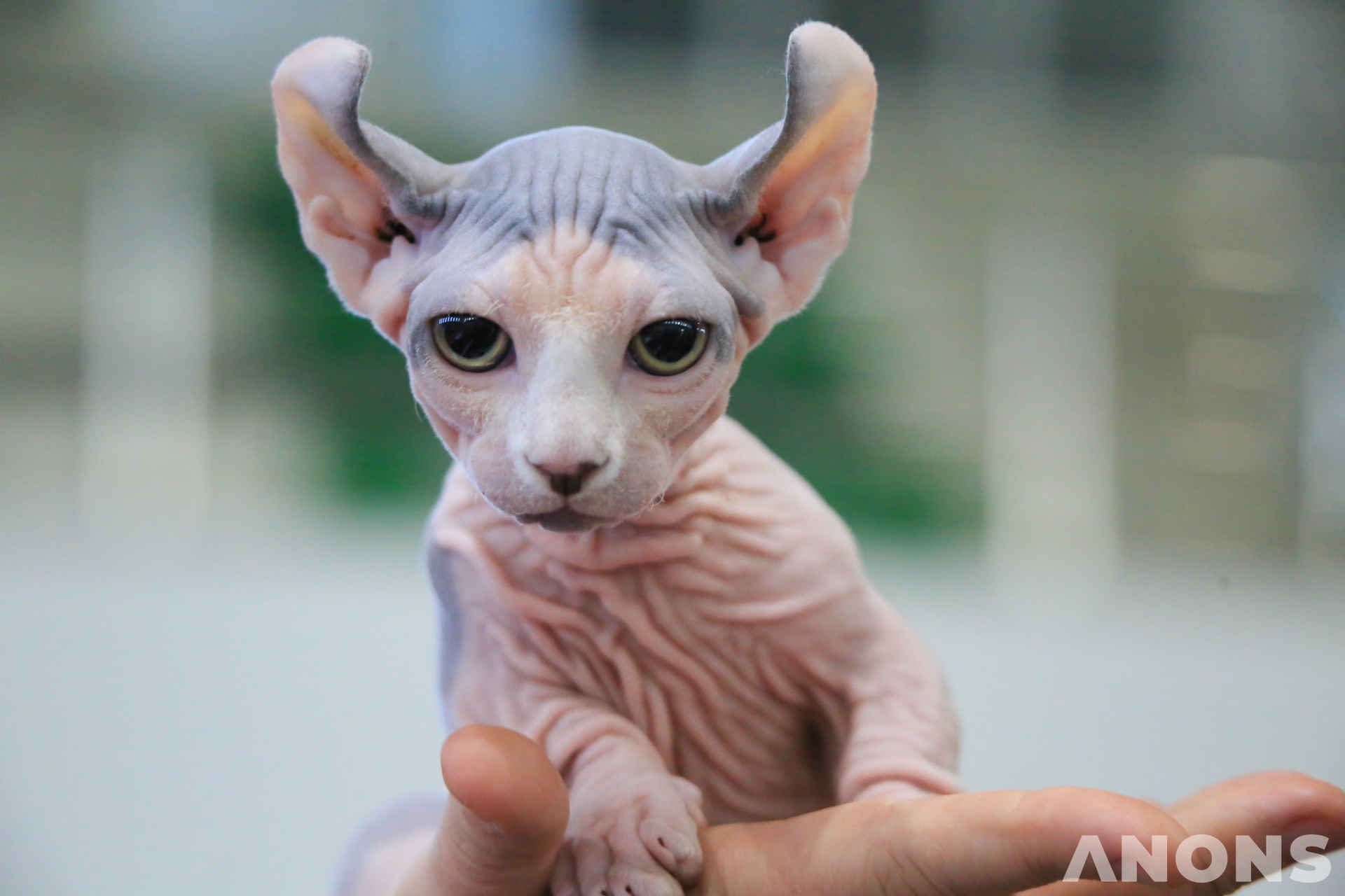 Выставка Cat World 2019