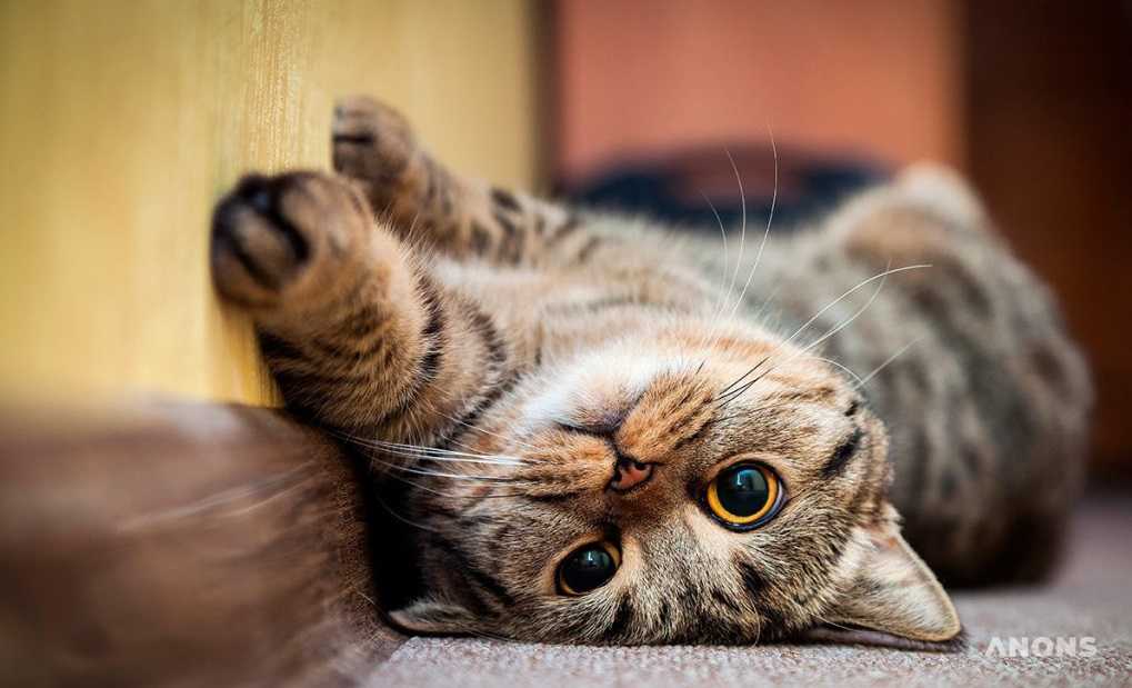 20 удивительных фактов о кошках