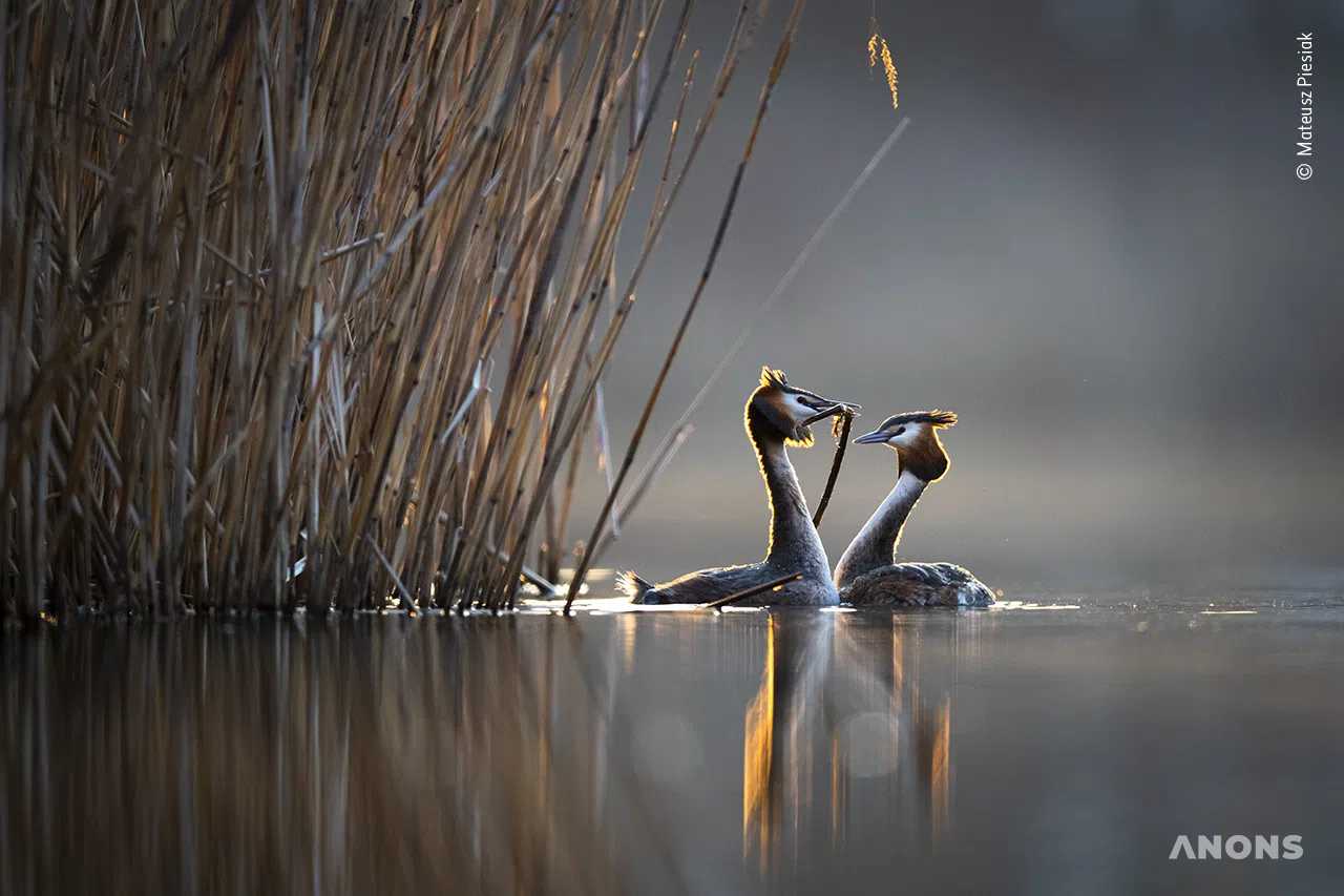 Лучшие фото дикой природы: объявлены лауреаты Wildlife Photographer of the Year 2022