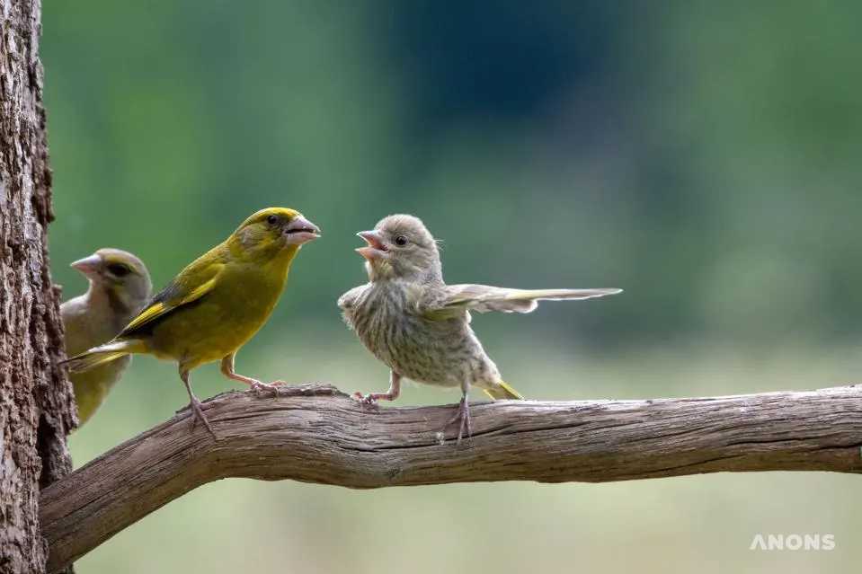 Опубликованы фото финалистов конкурса Comedy Wildlife Photography Awards
