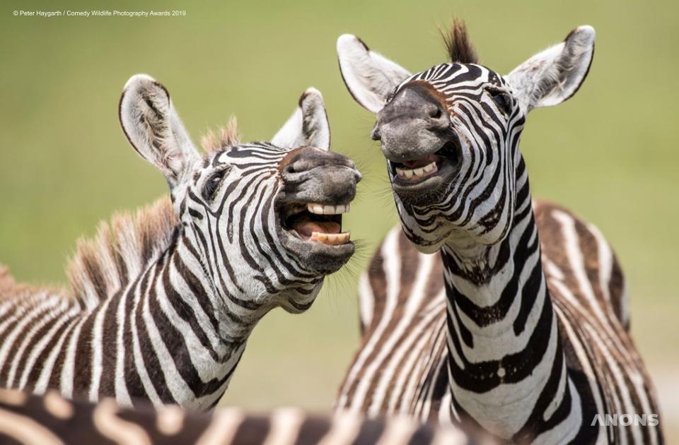 Comedy Wildlife Photo Awards 2019:  Животные, которые станут мемами