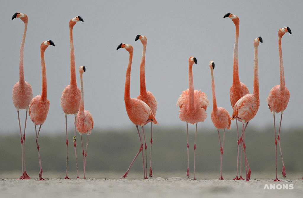 В Ташкенте пройдёт Open call на участие в программе для подростков Wildlife Photographer of the Year Academy