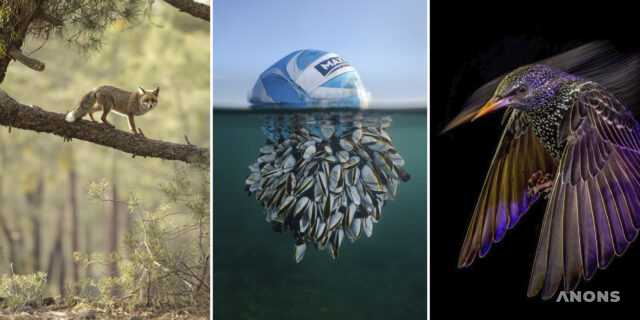 Выбраны лучшие фотографии участников British Wildlife Photography Awards 2024