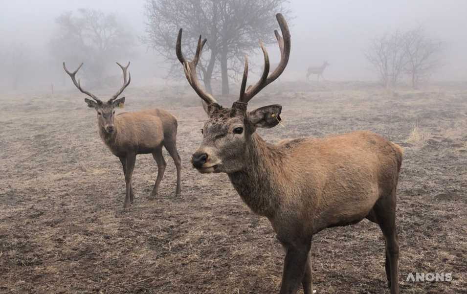 Знакомство с оленями в Deer Hills - репортаж