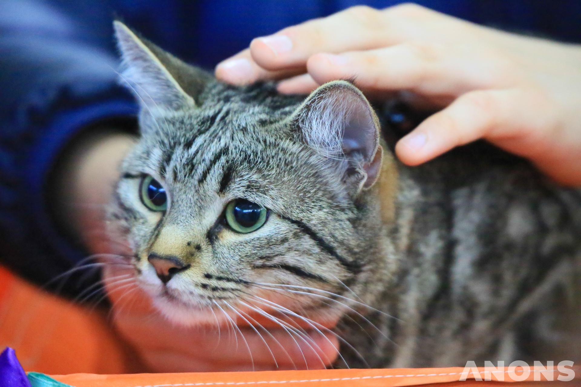Выставка Cat World 2019