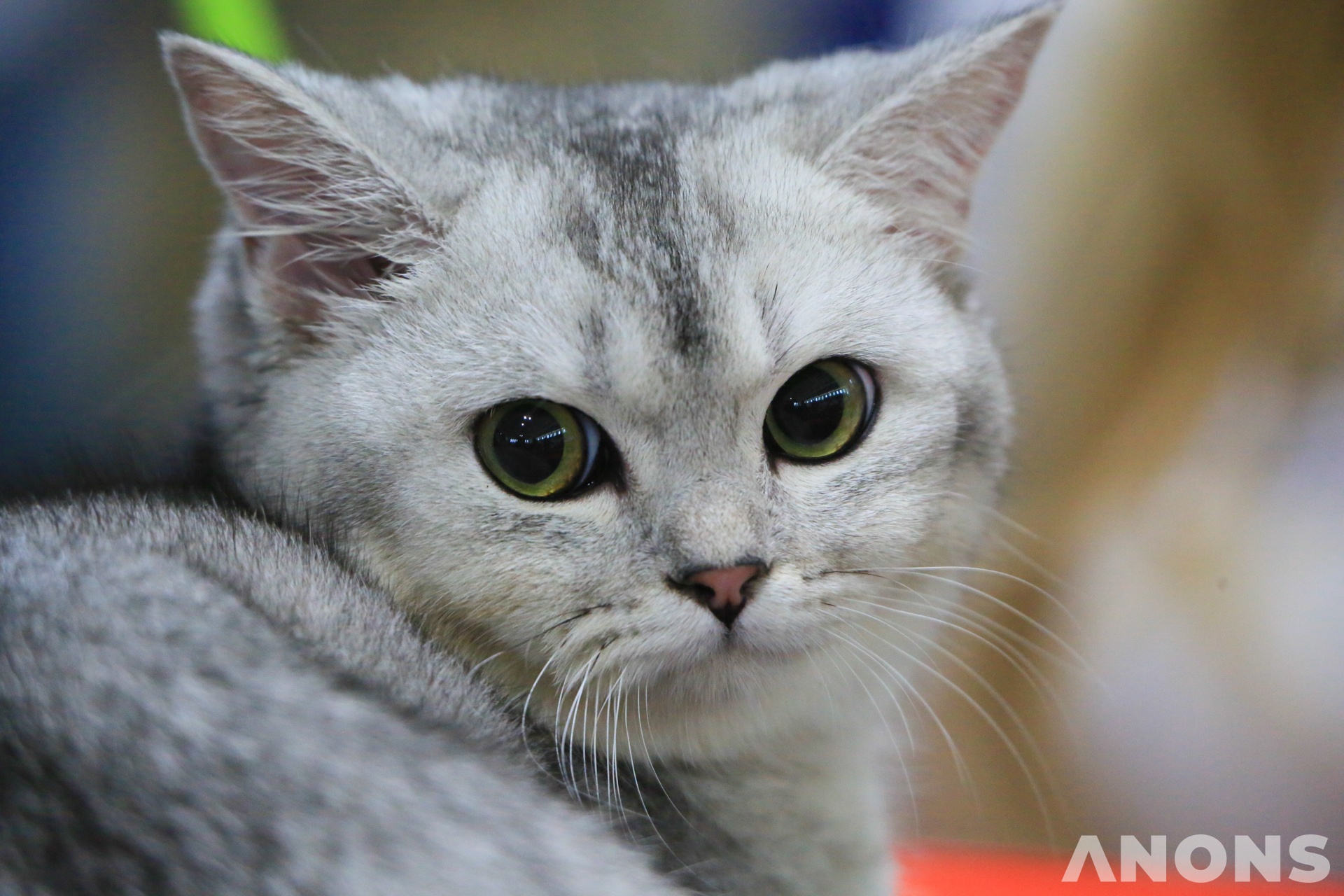 Выставка Cat World 2019