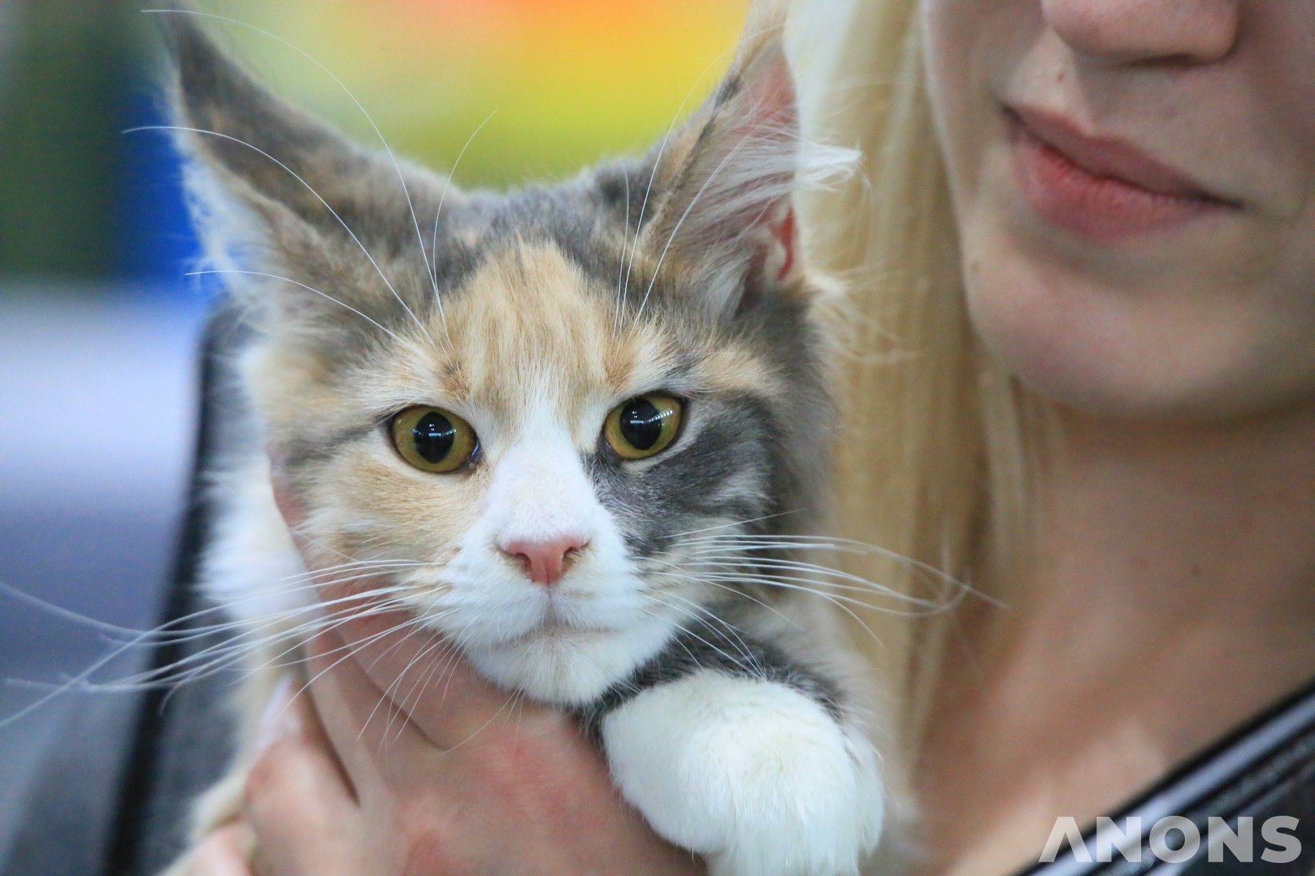 Выставка Cat World 2019