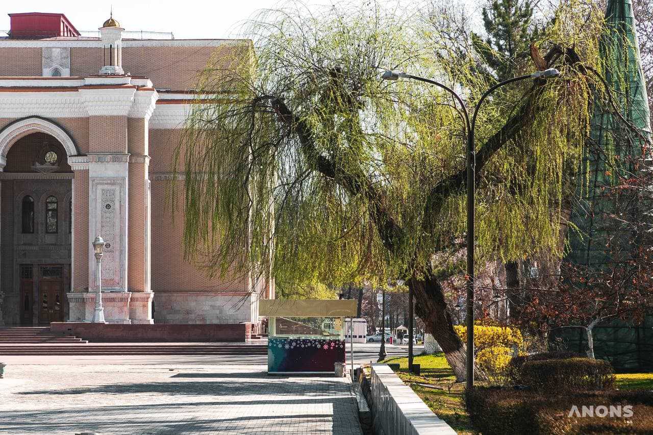 Ташкент цветёт и зеленеет: весенняя погода в феврале - фоторепортаж