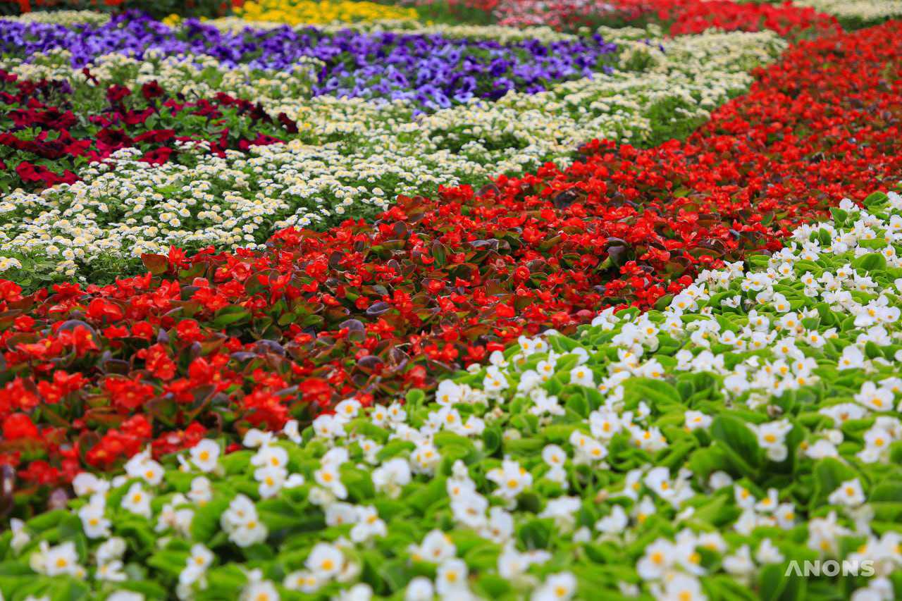Праздник красоты и эстетики: в Ташкенте стартовал фестиваль цветов Tashkent Flower Fest 2022 – фото