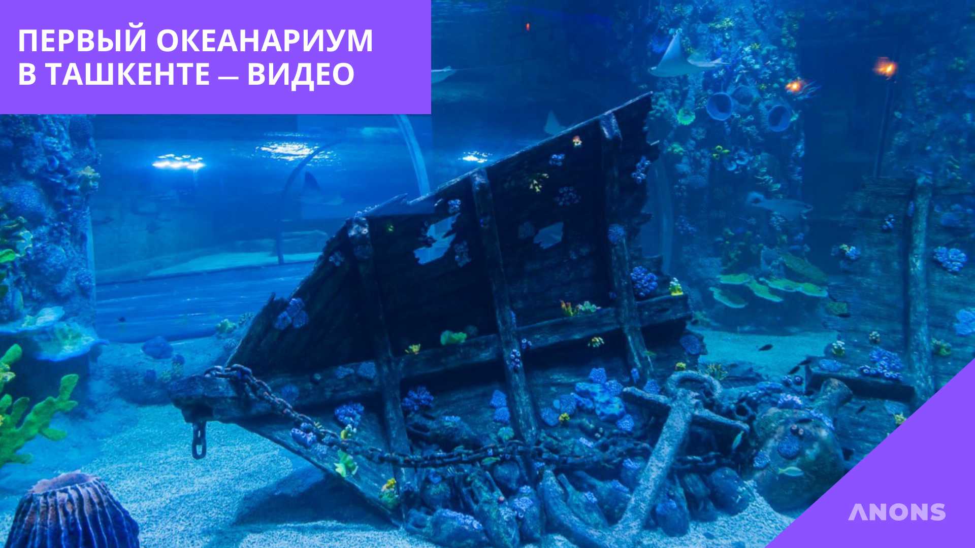 Первый океанариум в Узбекистане — видеорепортаж