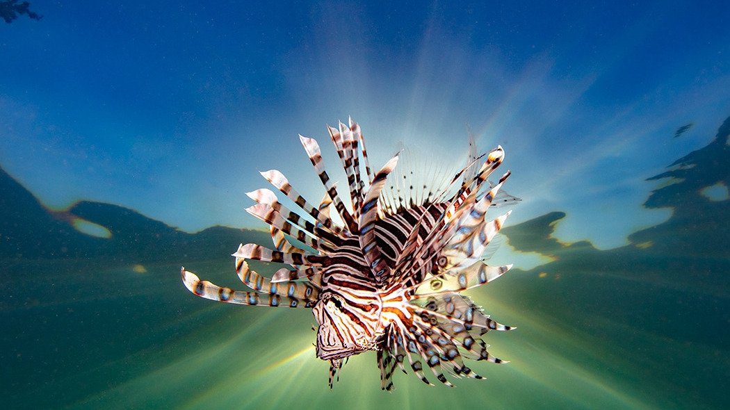 Названы победители фотоконкурса Underwater Awards Australasia 2024