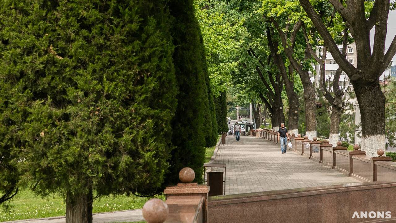 В Ташкенте пройдёт экочеллендж по высадке деревьев в честь Дня зелёного города