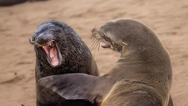 Объявлены победители конкурса фотографий Comedy Wildlife Photography Awards 2024