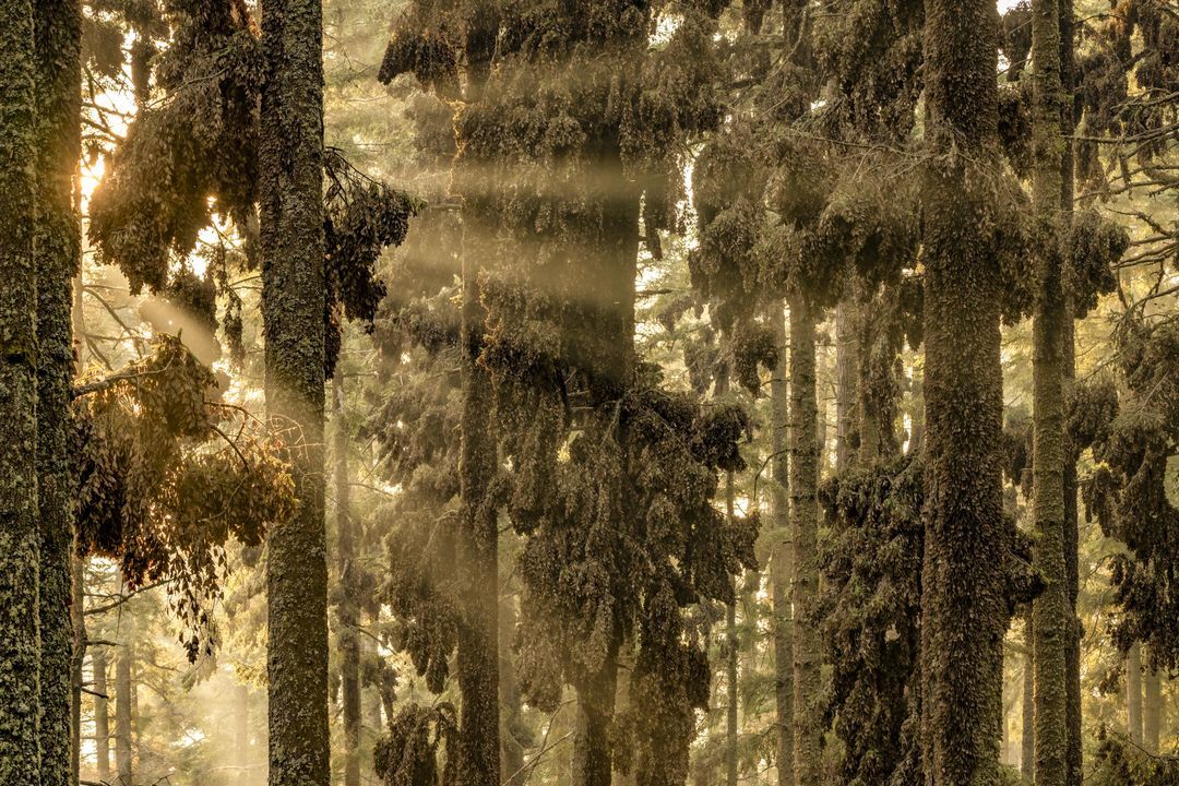 Определены победители фотоконкурса BigPicture 2024