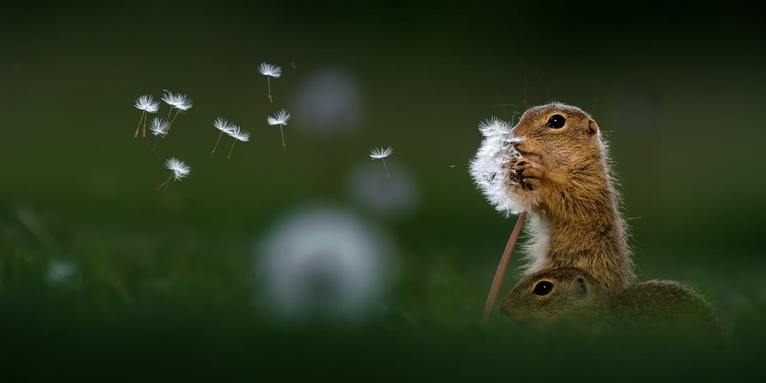 Объявлены победители Fine Art Photography Awards 2024 в категории «Дикая природа»