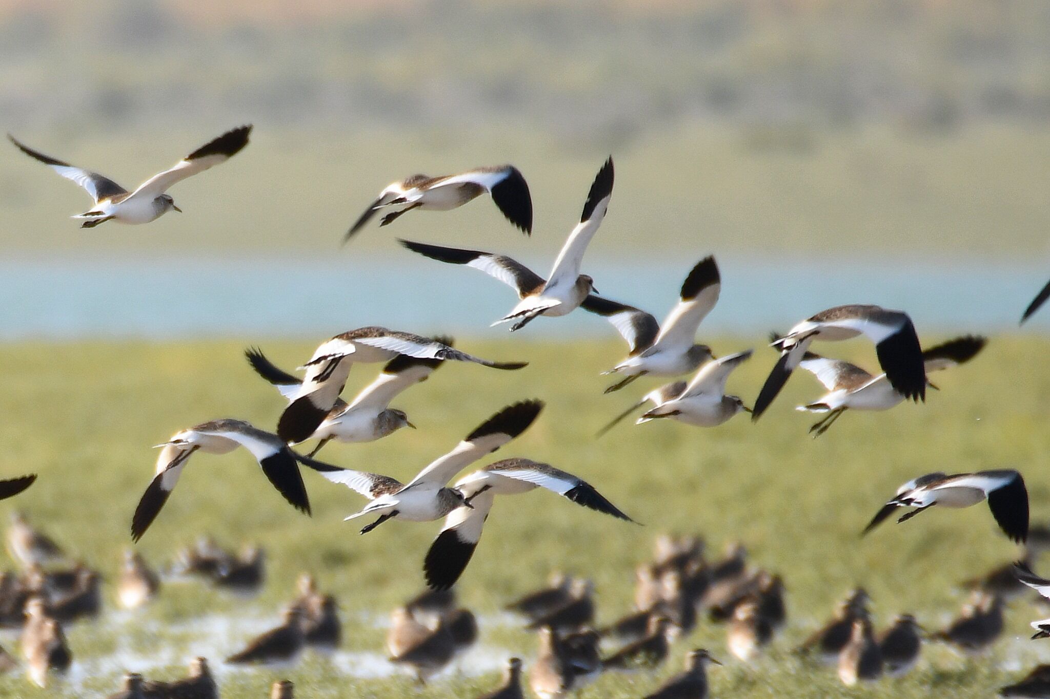 В Узбекистане пройдёт День осенних наблюдений за птицами EuroBirdwatch